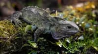 Henry oldest living tuatara and New Zealands oldest resident with three girlfriends