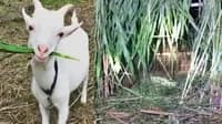 Goat meant to be bait for leopard ends up in mutton party in Bijnor