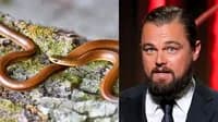 leonardo dicaprio new snake found